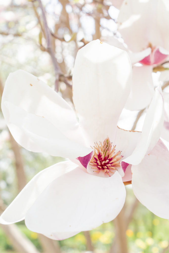 Magnolia Tree Maternity Photos 22