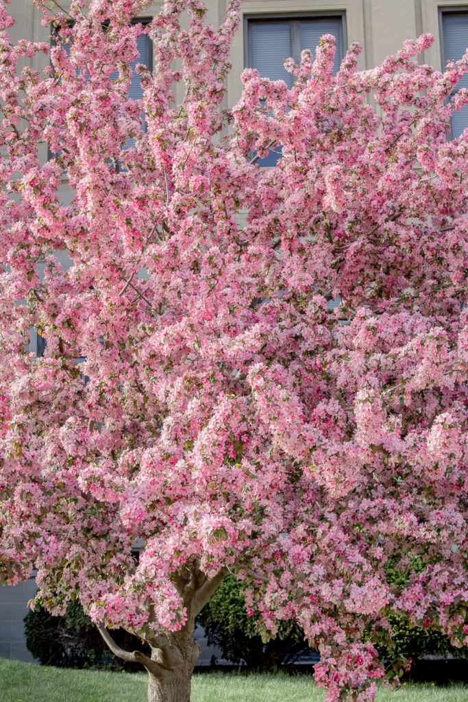 Pink Blossom 4