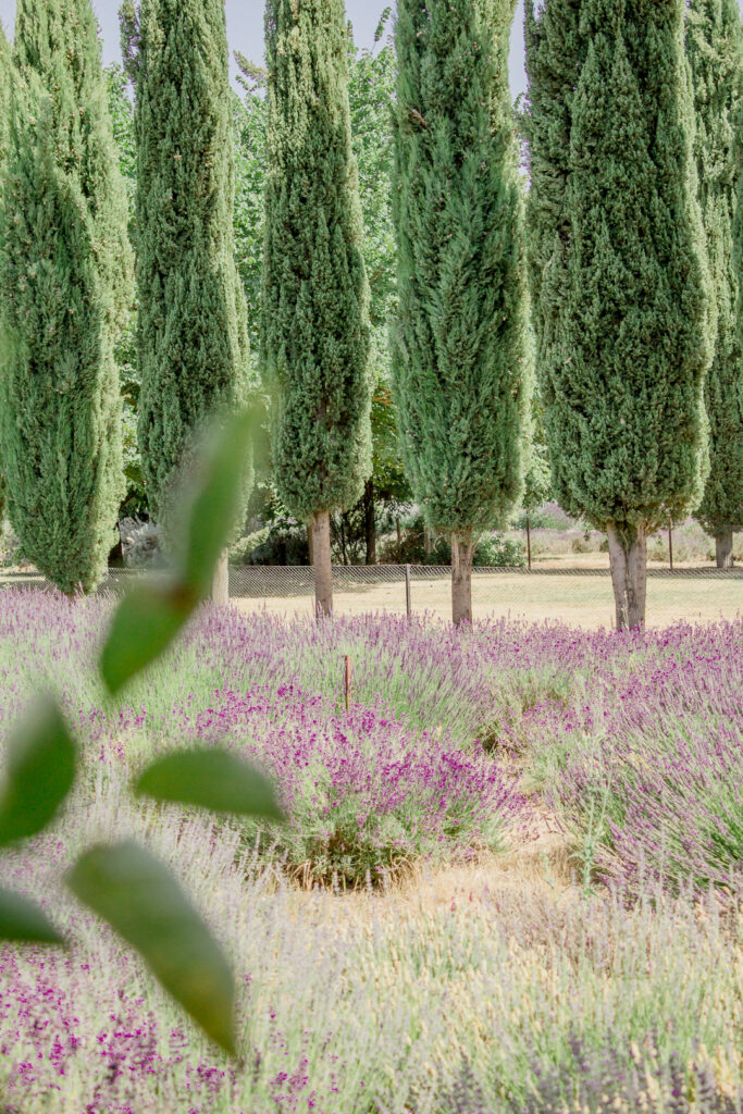 Lavandula Farm 9