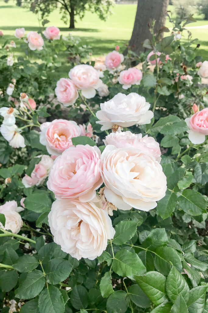 Loose Park Roses 5