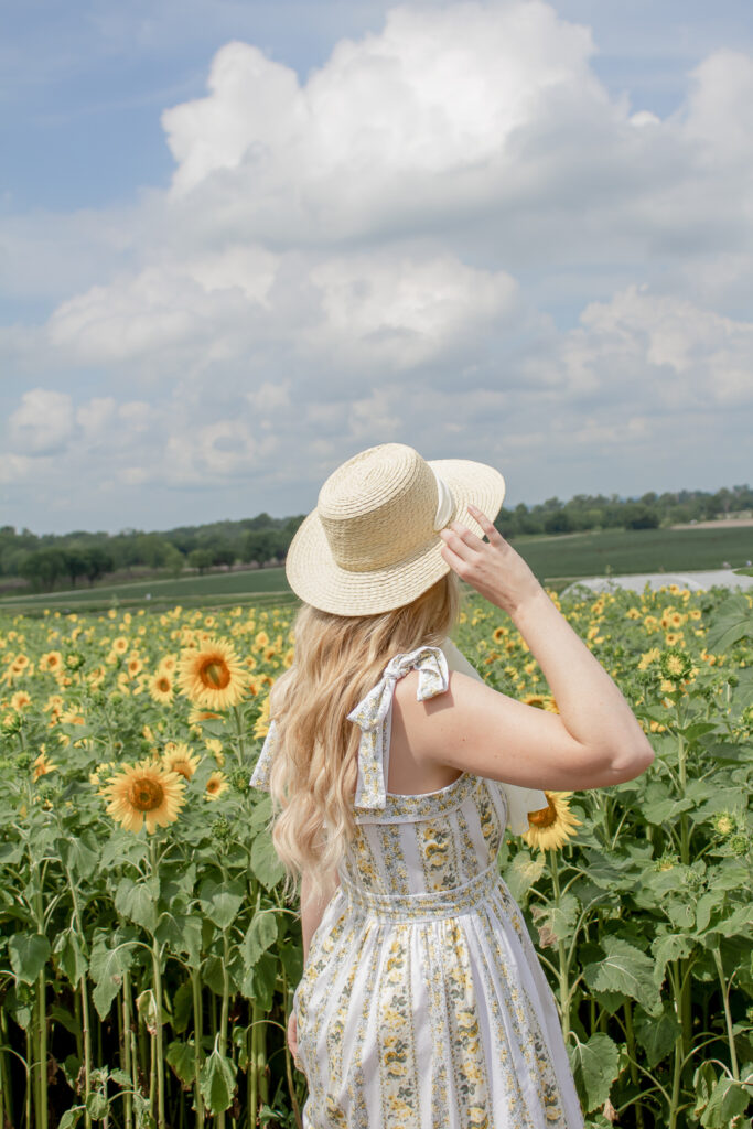 Sunflower Fields 13