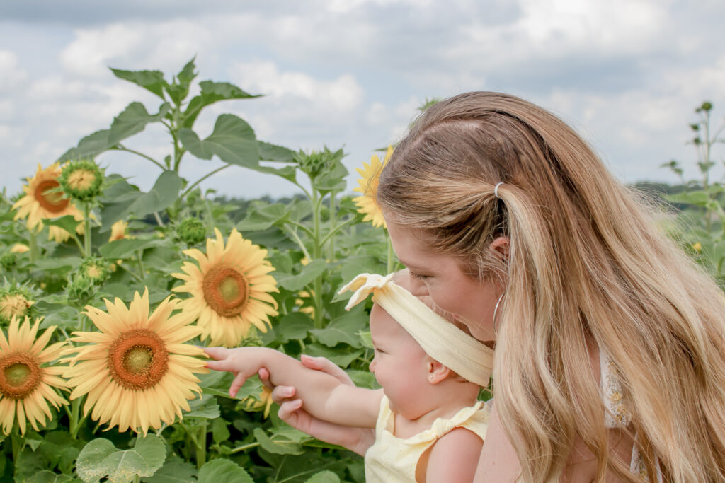 Sunflower Fields 3