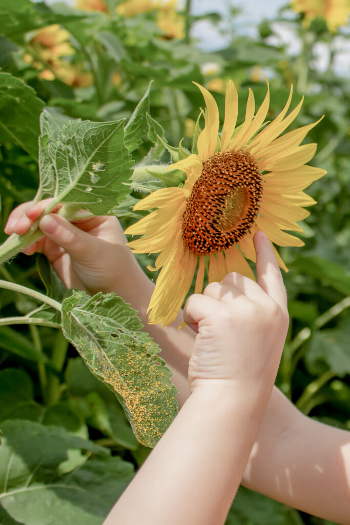 Sunflower Fields 7