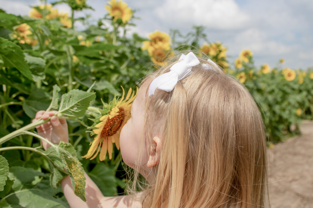 Sunflower Fields 5