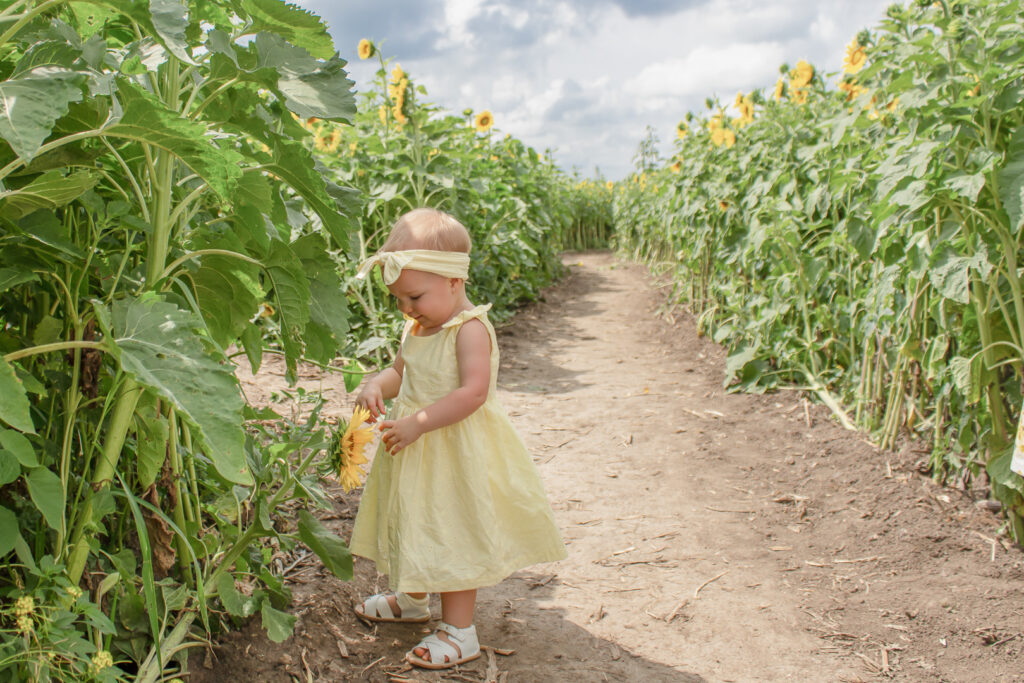 Sunflower Fields 9