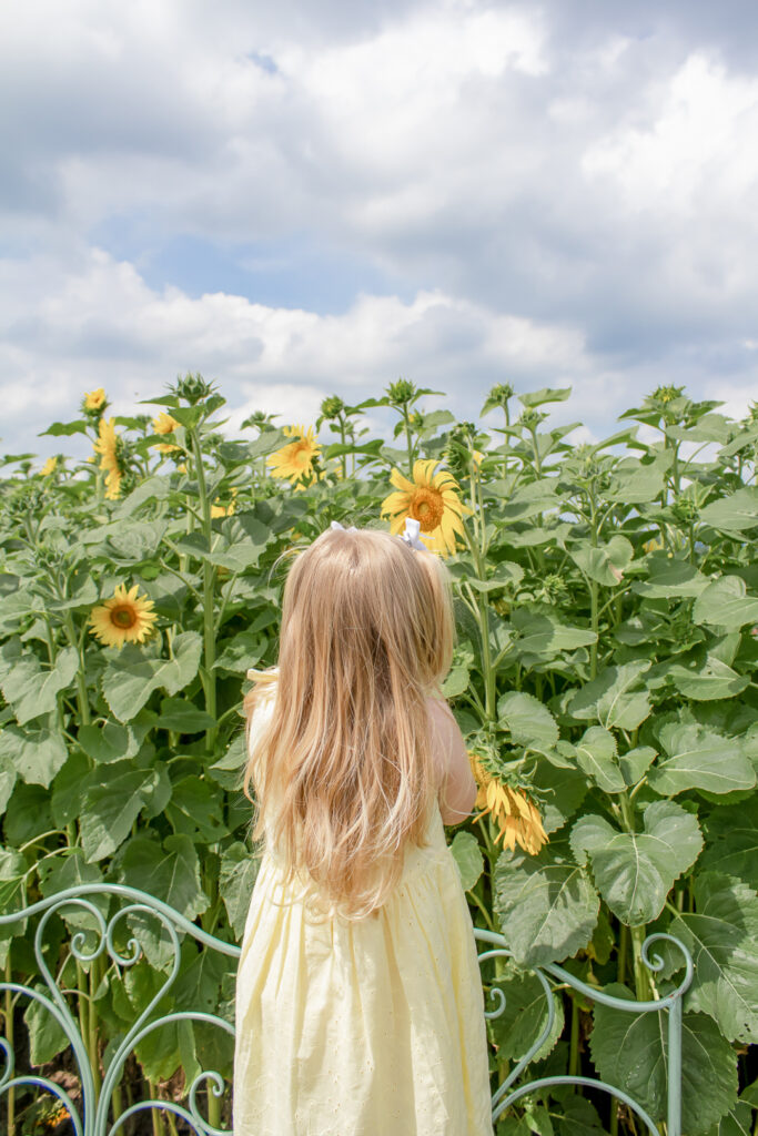 Sunflower Fields 1